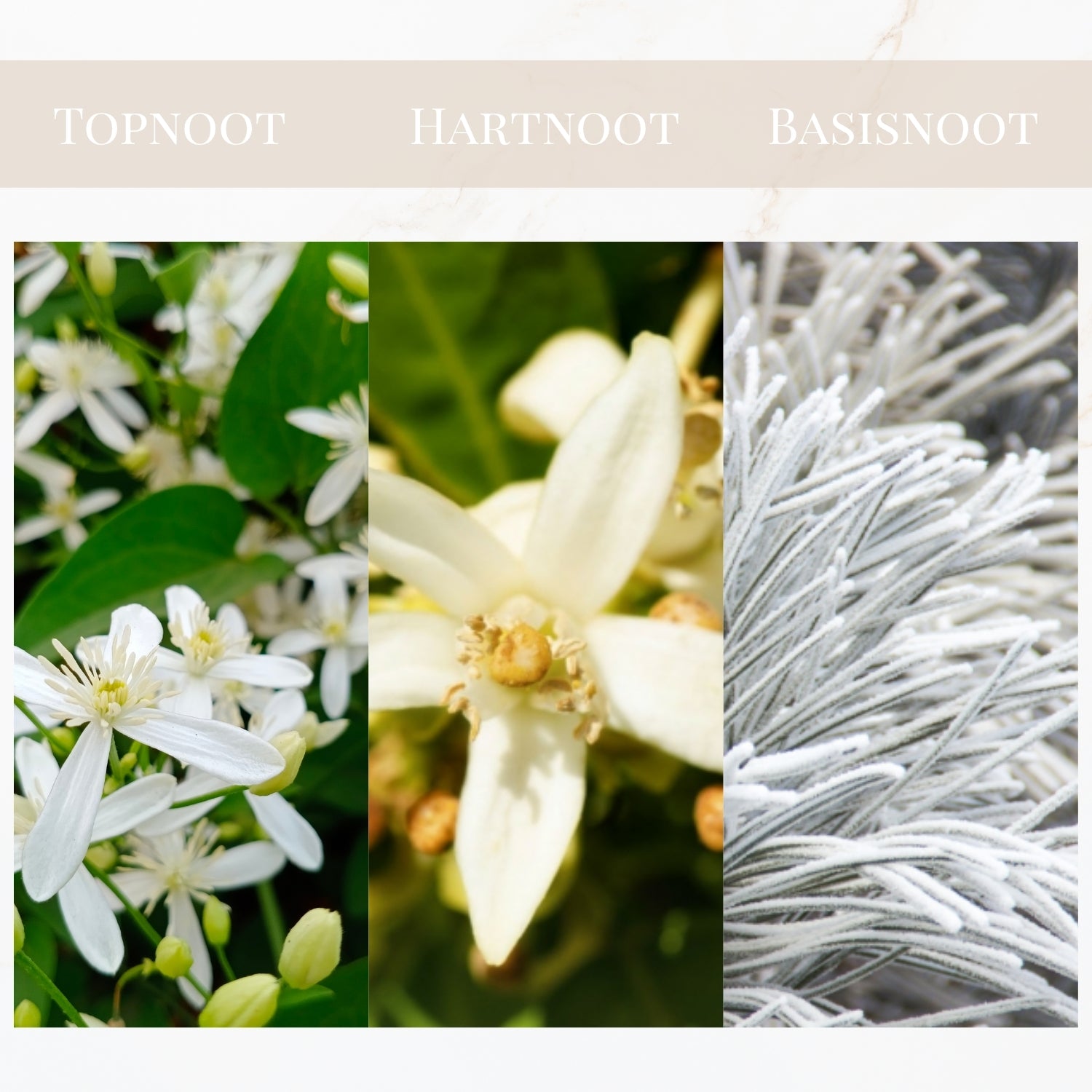 Seyso Yodeyma Iris parfum dames luxe zachte poederige geur met verpakking verkrijgbaar in 15 ml 50 ml en 100 ml elegante glazen flacon