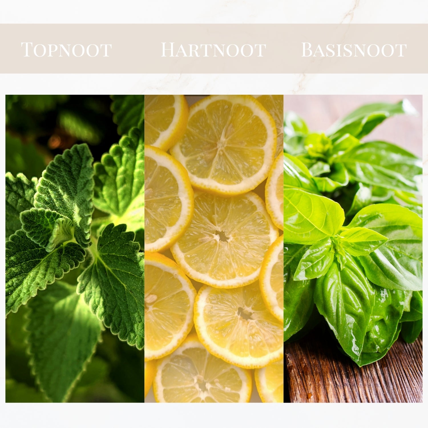 Seyso Yodeyma Mint Ocean geur verkoelend energiek heren parfum