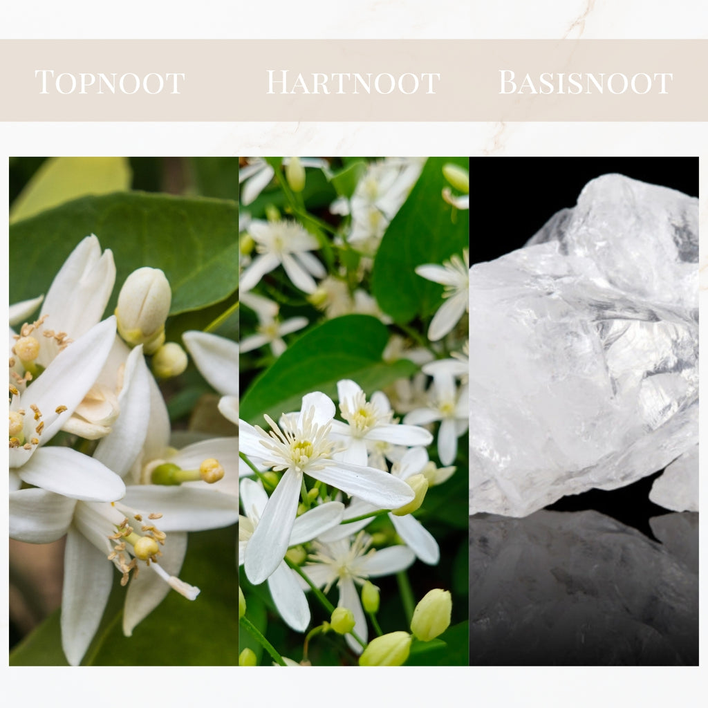 Seyso Yodeyma Nicolas for Her parfum jasmijn bergamot geur