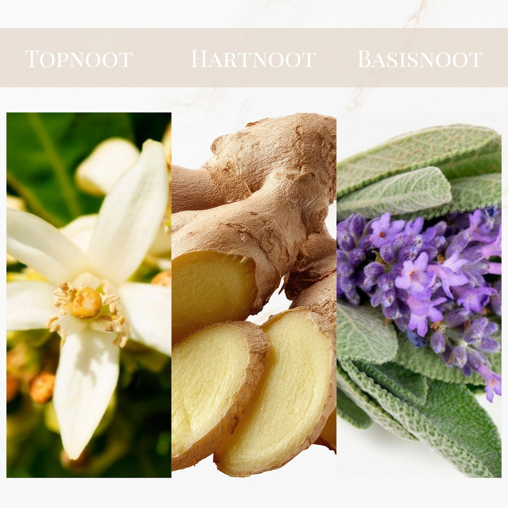 Seyso Yodeyma Resolu geur fougere kruidig heren parfum