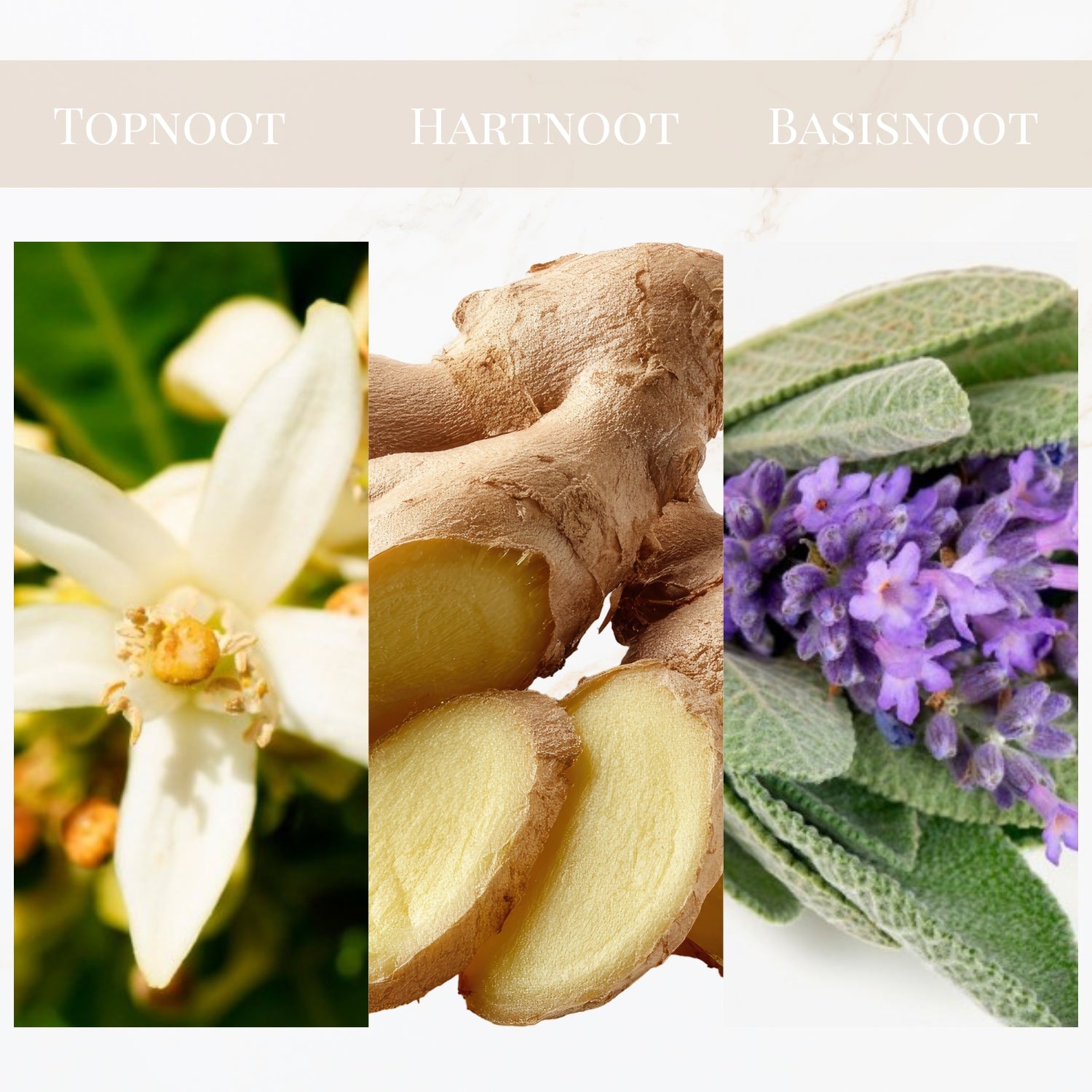 Seyso Yodeyma Resolu geur fougere kruidig heren parfum