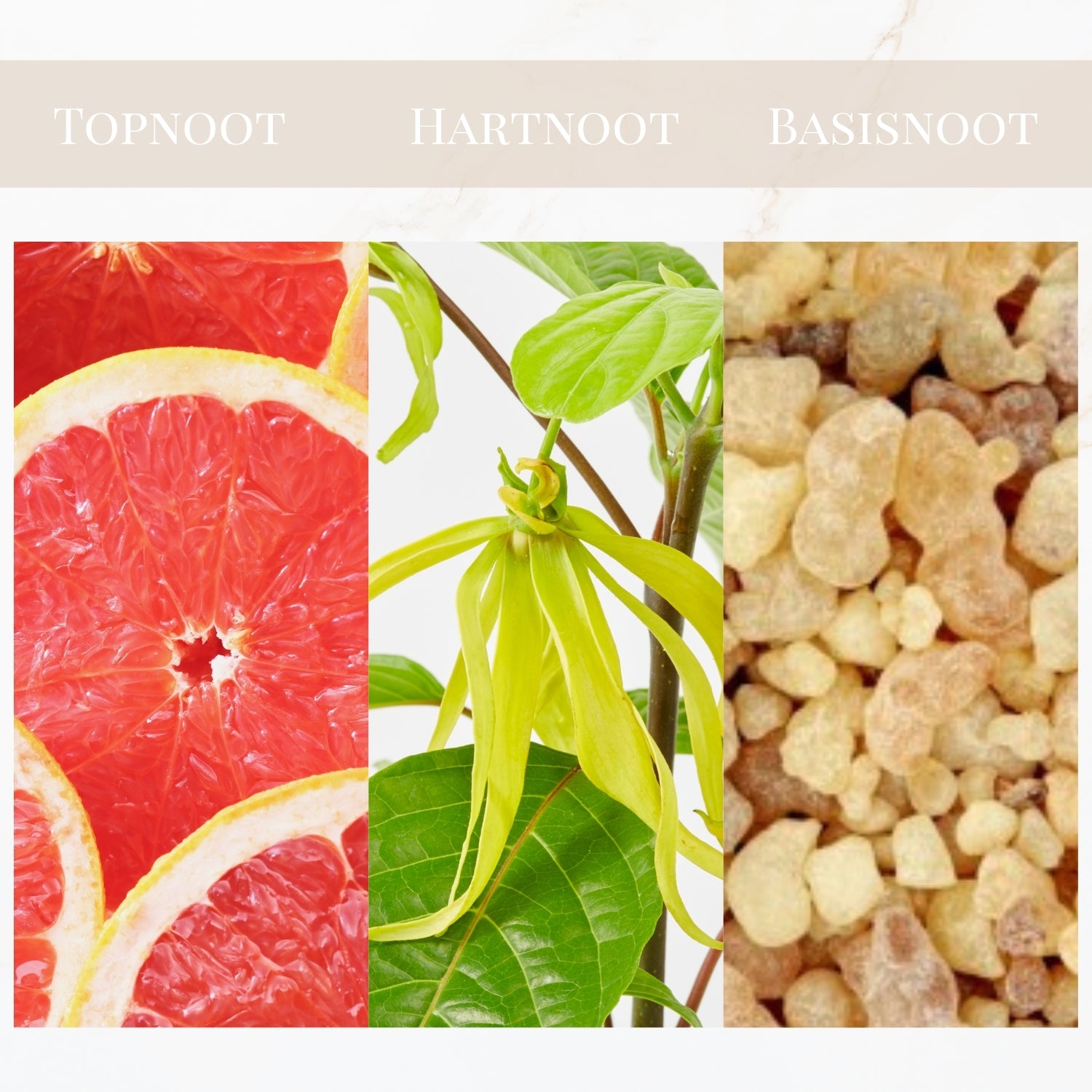 Seyso Yodeyma Rinascere parfum grapefruit ylang ylang dames