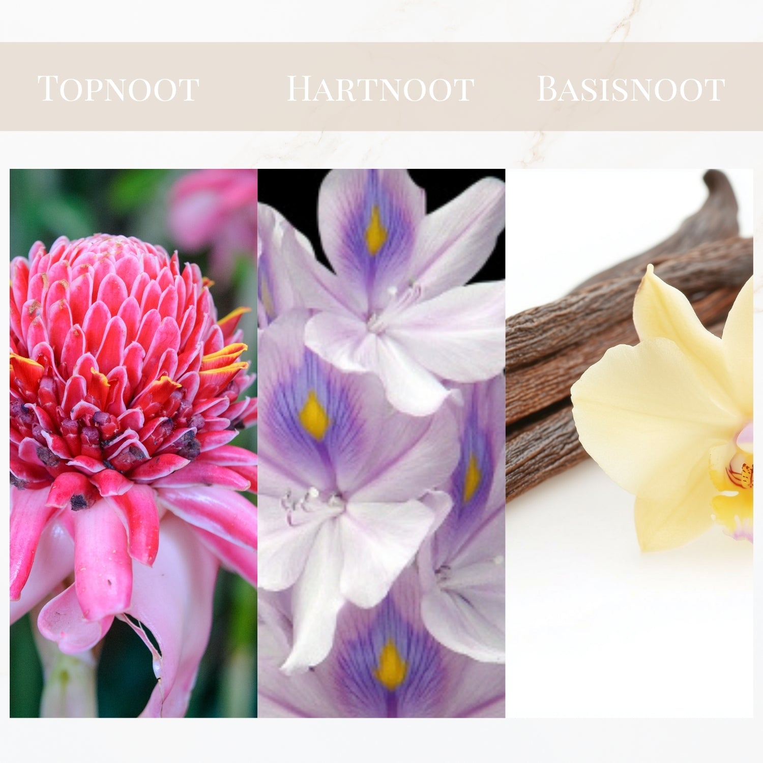 Seyso Yodeyma Temis geur warm verleidelijk dames parfum