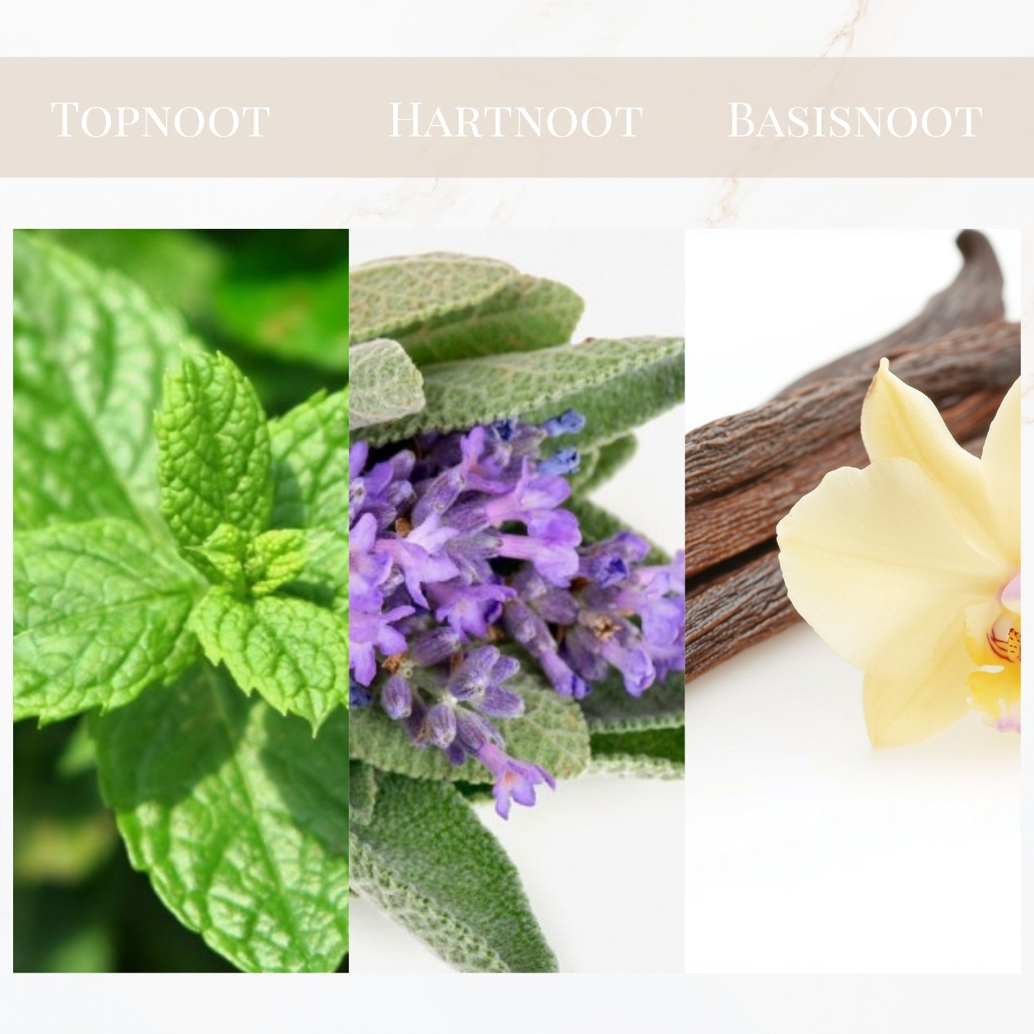 Seyso Yodeyma Wow Scent parfum fles modern vrolijk design