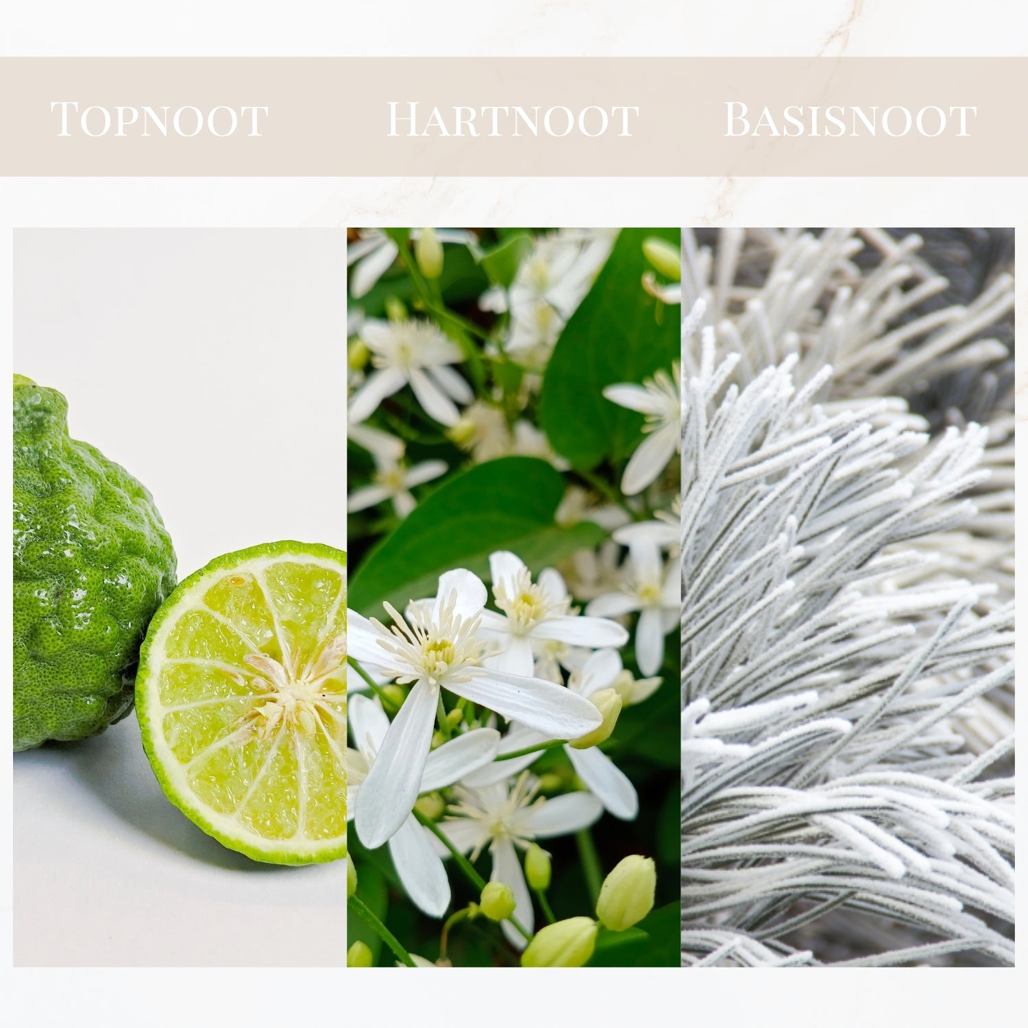 Geurtonen van Yodeyma For You parfum