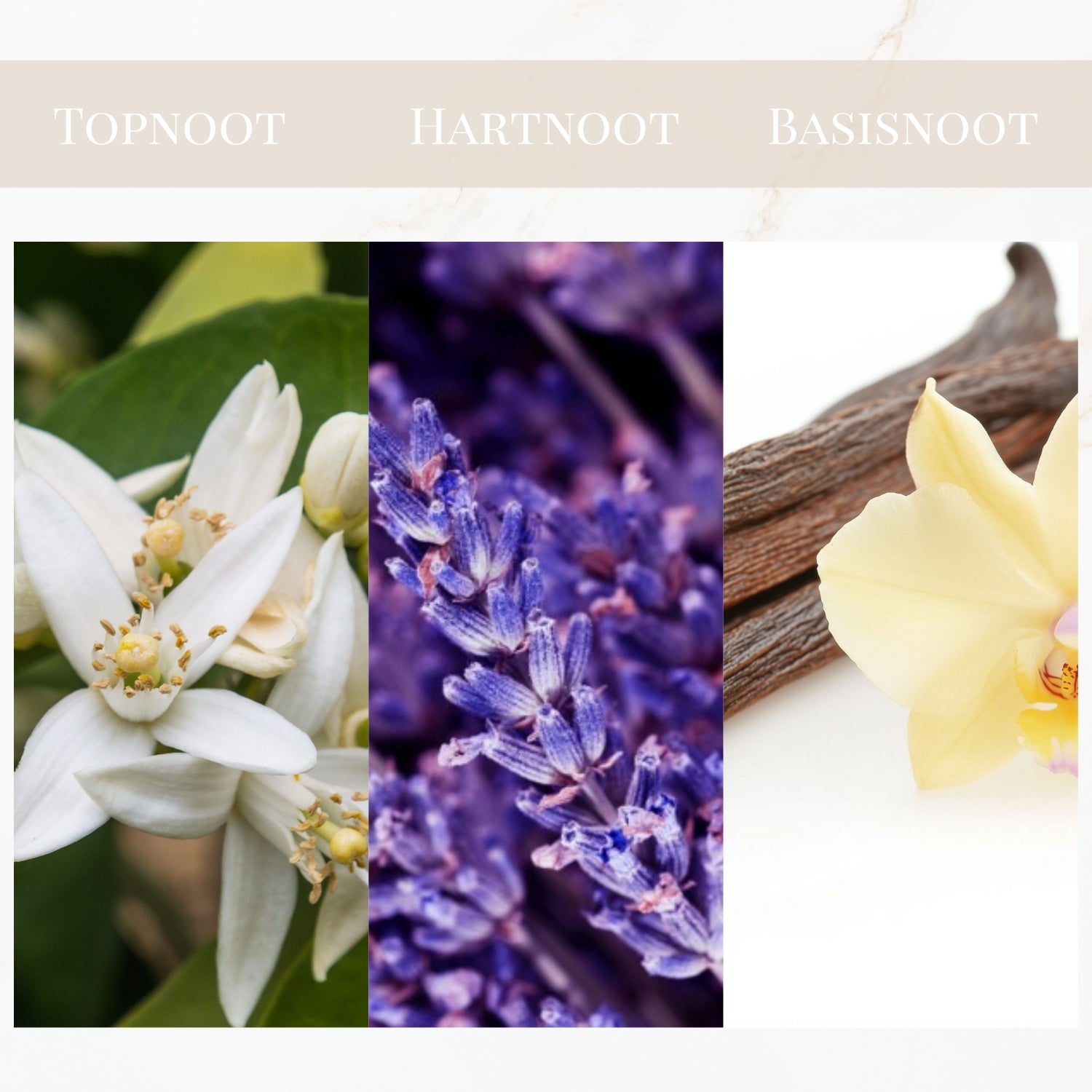 Geurtonen van Yodeyma Instint parfum