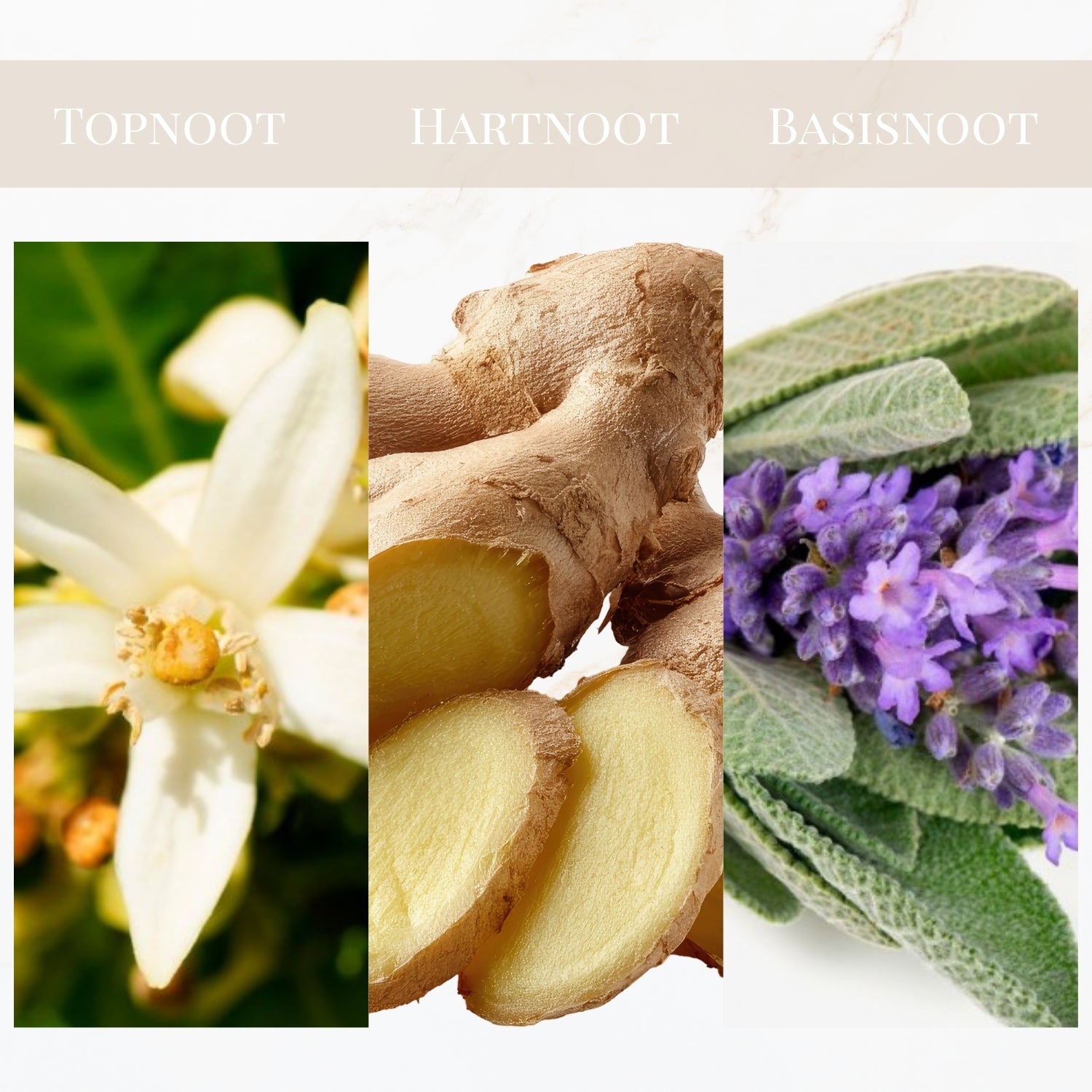 Geurtonen van Yodeyma Resolu parfum