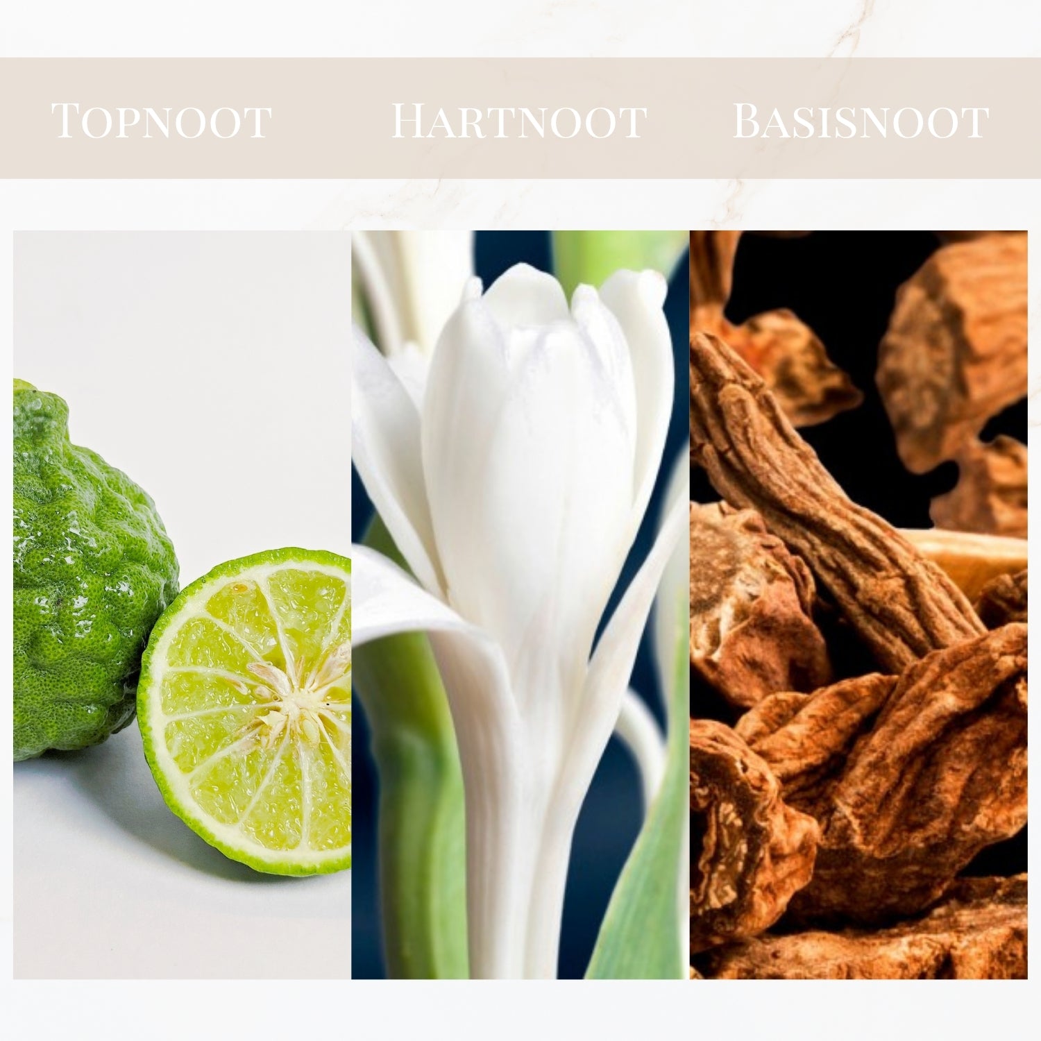 Geurtonen van Yodeyma Tendenze parfum